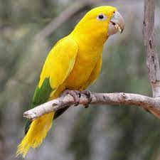 Sun Conure