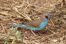 Cordon Bleu Finch