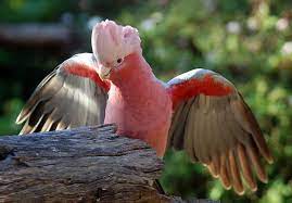 Galah Cockatoo