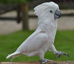 Umbrella Cockatoo