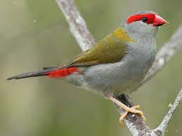 red bowed finch