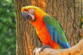 Catalina Macaw