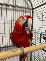 Ruby Macaw