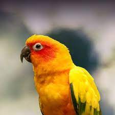 golden conure