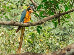 Blue Throat Macaw