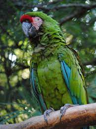 Military Macaw