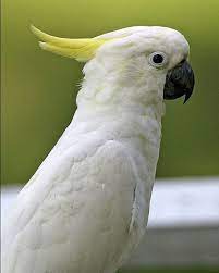 Sulphur Crested Cockatoo